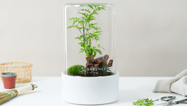 Flaschengarten CERA mit Chamaedorea Elegans und Kugelmoos – einzigartiges Biotop im stilvollen Gefäß.