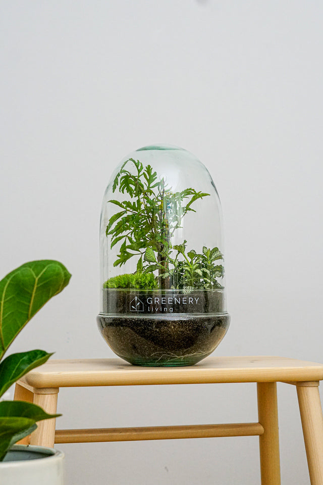 Biotop-im-Glas-Polyscias Filicifolia/Fittonia white/Kugelmoos-Egg-4-Pflanze-im-Glass-mit Erde-GreeneryLiving_