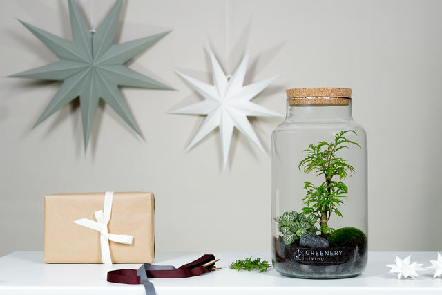 Flaschengarten CORK mit Chamaedorea Elegans – tropische Miniaturwelt für dein Zuhause.