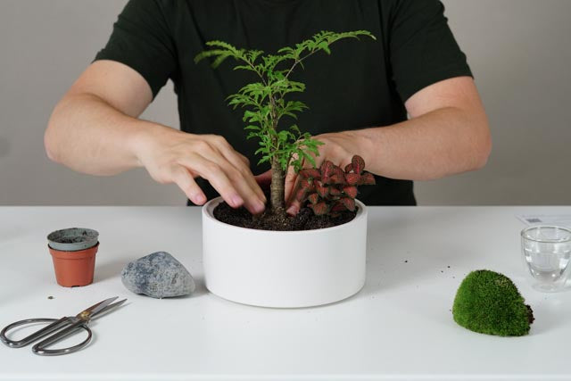 Flaschengarten erstellen Minipflanzen Pflanzen im Glas