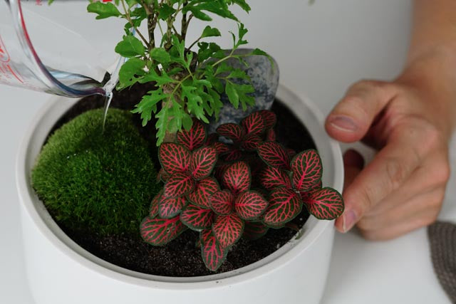 Flaschengarten erstellen Minipflanzen Pflanzen im Glas