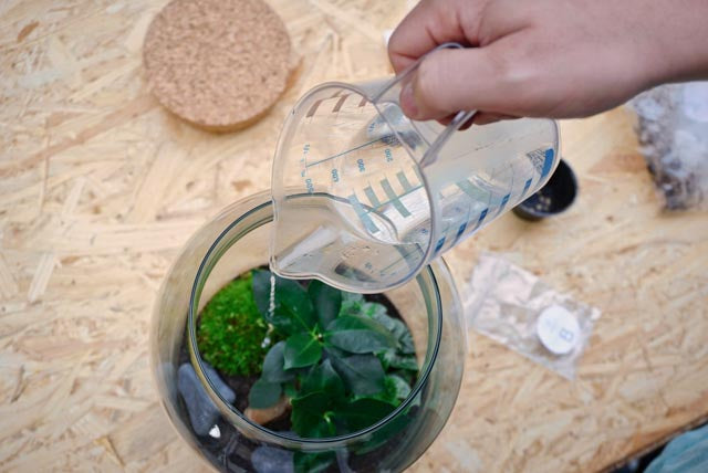 Flaschengarten erstellen Minipflanzen Pflanzen im Glas
