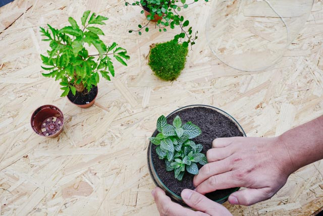 Flaschengarten erstellen Minipflanzen Pflanzen im Glas