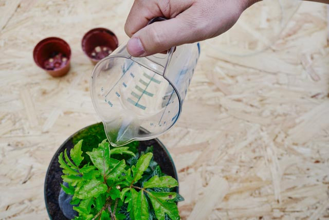 Flaschengarten erstellen Minipflanzen Pflanzen im Glas