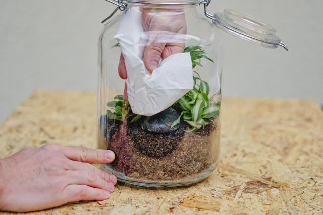 Flaschengarten erstellen Minipflanzen Pflanzen im Glas
