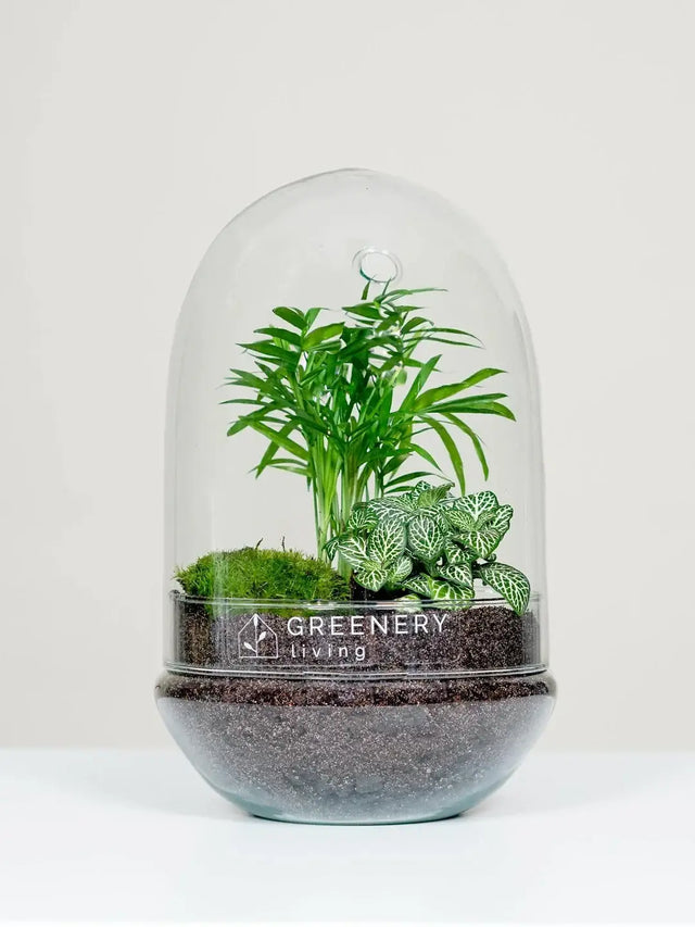 Flaschengarten kaufen Header- Greenery Living, Pflanze im Glass Egg Serie mit Mexikanische Bergpalme | Weiße Mosaikpflanze | Moospolster
