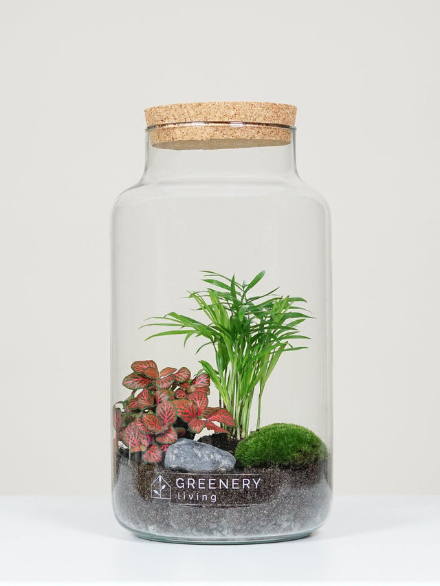 Flaschengarten mit Fiederaralie | Rote Mosaikpflanze | MoospolsterCORK-Serie DIY-Set - Greenery Living