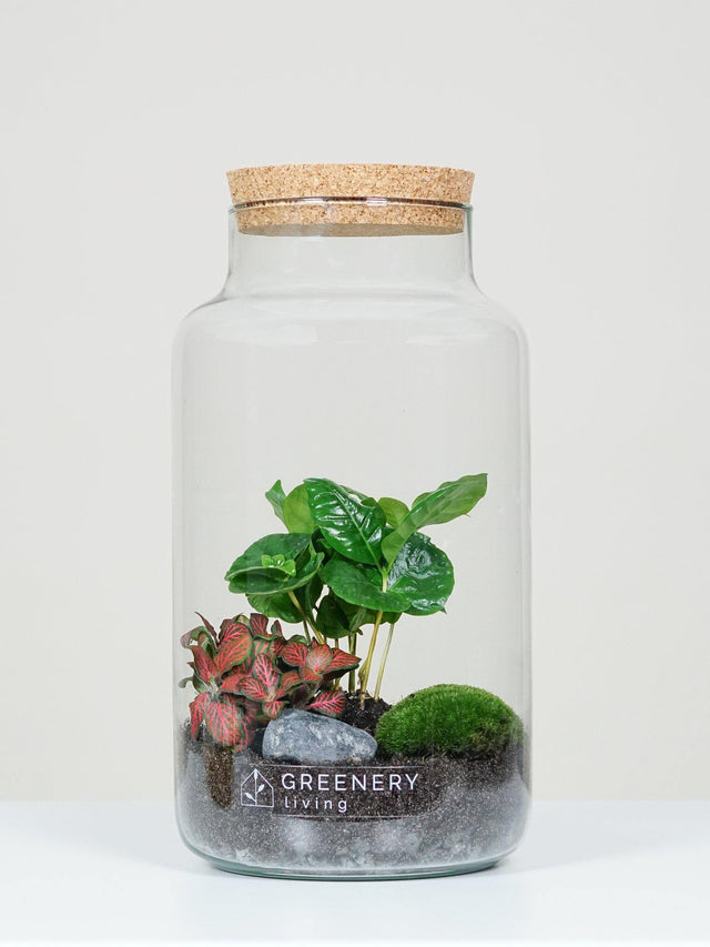Flaschengarten mit Kaffee-Pflanze | Rote Mosaikpflanze | Moospolster CORK-Serie DIY-Set - Greenery Living