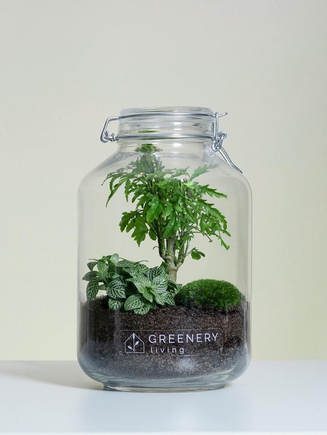 Pflanzen im Glas Flaschengarten Fiederaralie | Weiße Mosaikpflanze | Moospolster
-JAR-Serie DIY-Set - Greenery Living made in Berlin Minipflanzen im glas