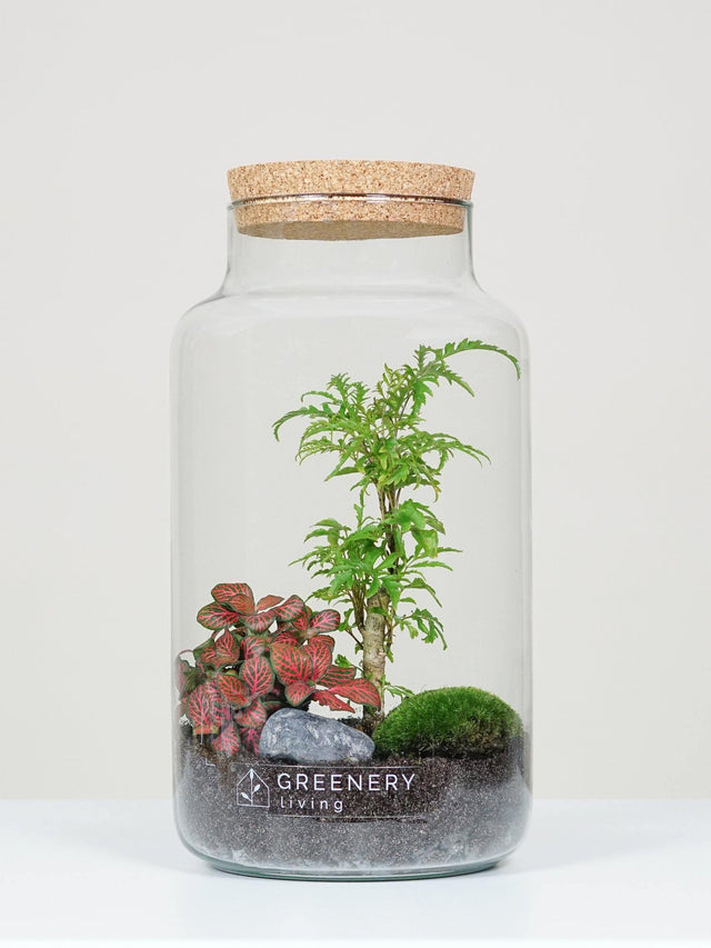 Flaschengarten mit Fiederaralie | Rote Mosaikpflanze | Moospolster
CORK-Serie DIY-Set - Greenery Living