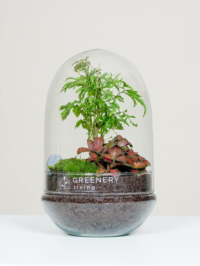 Flaschengarten Fiederaralie | Rote Mosaikpflanze | Moospolster
EGG-Serie DIY-Set - Greenery Living