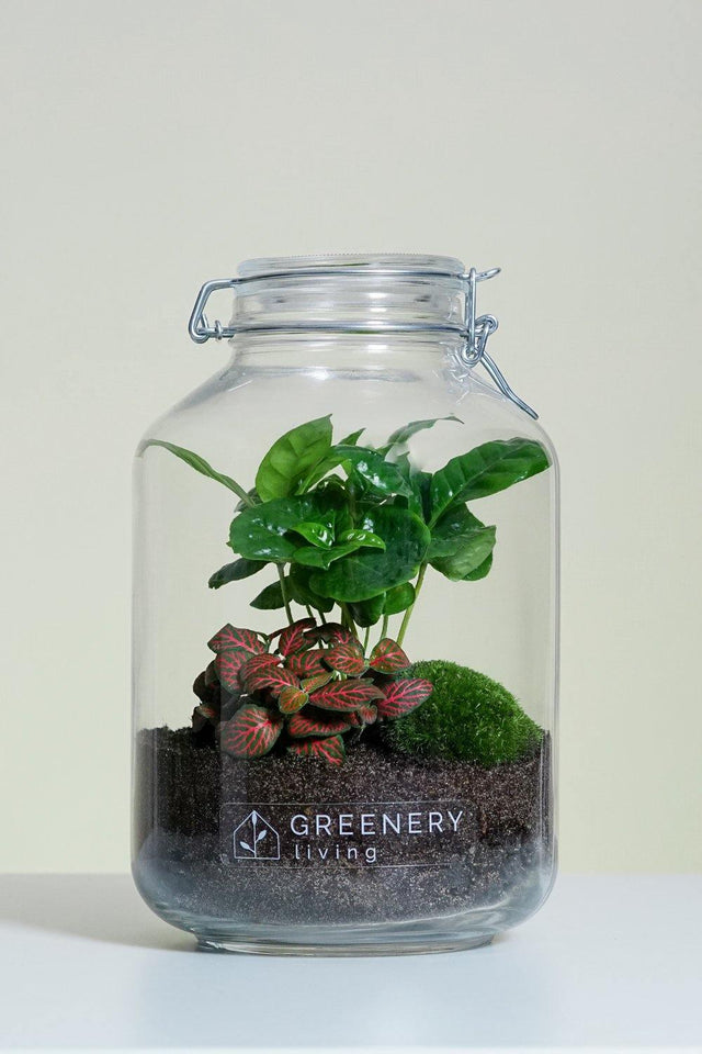 Flaschengarten Kaffee-Pflanze | Rote Mosaikpflanze | Moospolster
-JAR-Serie DIY-Set - Greenery Living Minipflanzen im Glas
