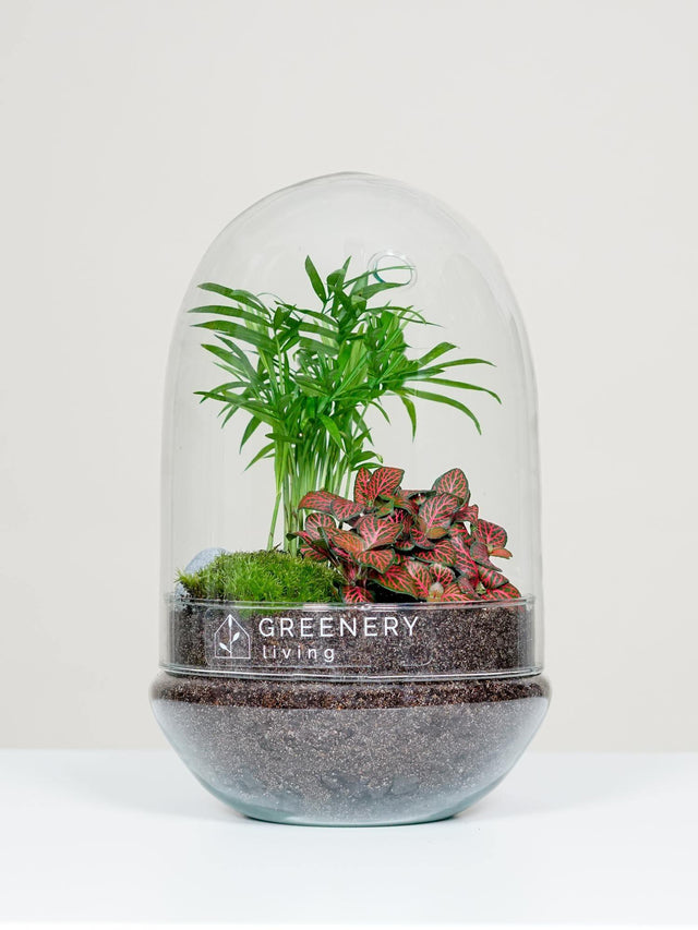Flaschengarten Mexikanische Bergpalme | Rote Mosaikpflanze | Moospolster
-EGG-Serie DIY-Set - Greenery Living
