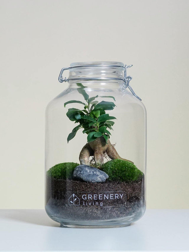 Pflanzen im Glass Flaschengarten Mini-Bonsai | Zwei Moospolster
- JAR-Serie DIY-Set - Greenery Living