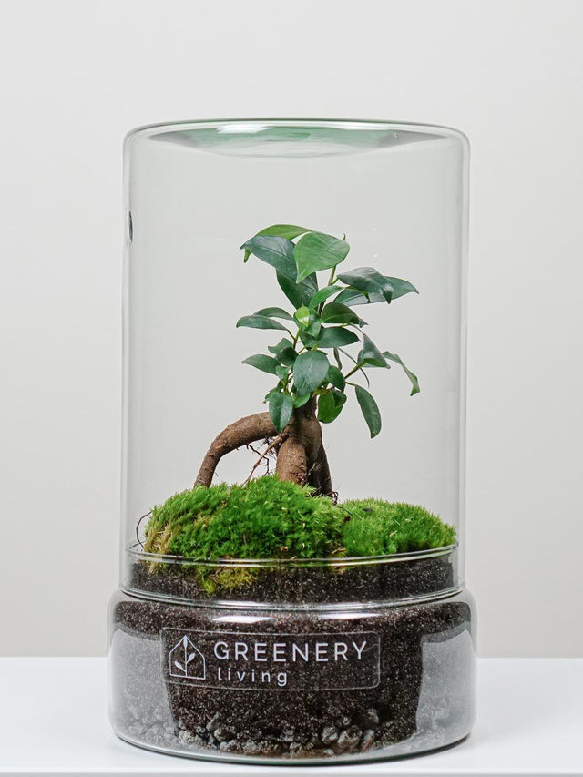 Flaschengarten Mini-Bonsai | Zwei Moospolster
-TUBE-Serie DIY-Set - Greenery Living