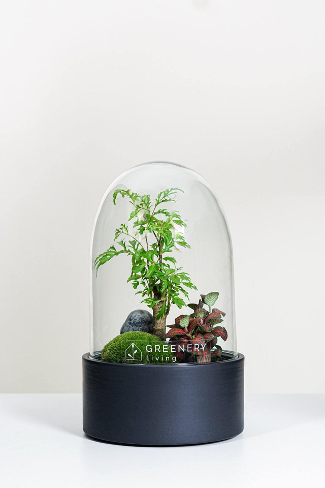 Premium Flaschengarten Fiederaralie | Rote Mosaikpflanze | Moospolster-CERA-Serie (schwarz, Dome) DIY-Set - Greenery Living