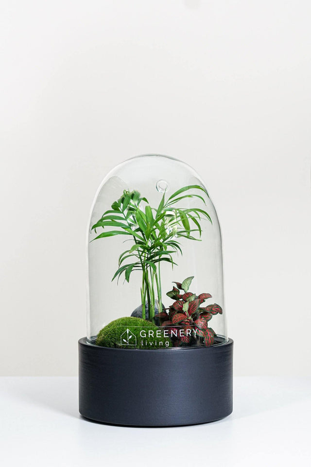 Premium Flaschengarten Mexikanische Bergpalme | Rote Mosaikpflanze | Moospolster
-CERA-Serie (schwarz, Dome) DIY-Set - Greenery Living