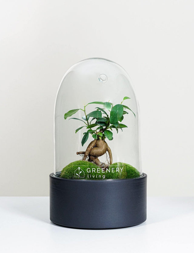 Premium Flaschengarten Mini-Bonsai | Zwei Moospolster
-CERA-Serie (schwarz, Dome) DIY-Set - Greenery Living