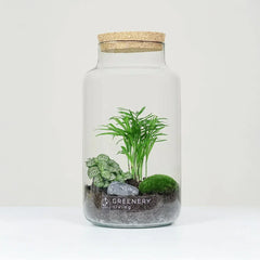 Flaschengärten – DIY & fertige Sets für dein grünes Zuhause - Greenery Living