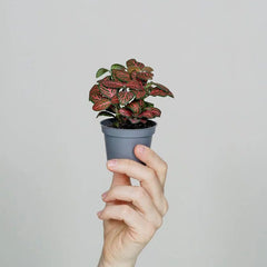 Minipflanzen - Greenery Living