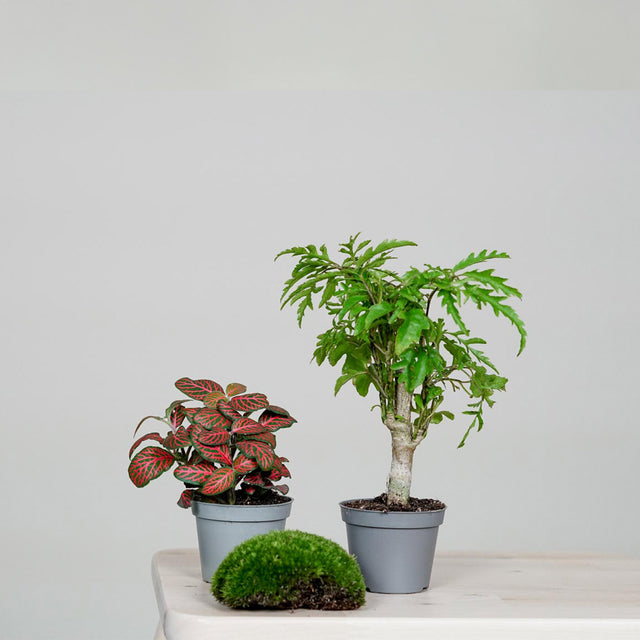 CERA-Flaschengarten DIY-Set: Erschaffe dein eigenes Mini-Biotop in elegantem Weiß. Alle Teile für deinen individuellen Flaschengarten sind enthalten.