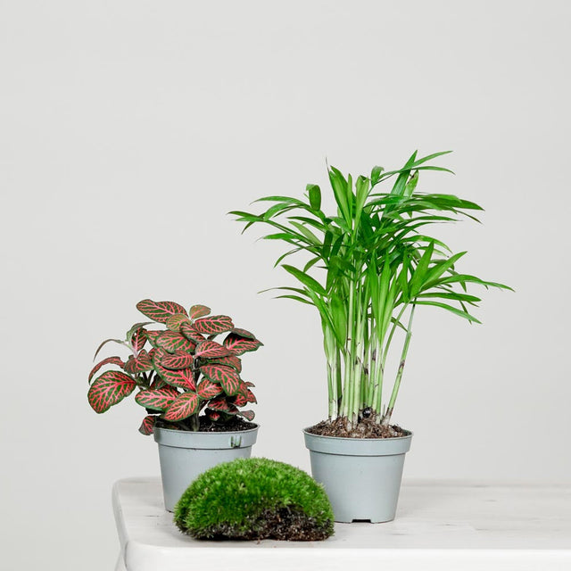 Minimalistisches DIY-Set: Erschaffe eine ruhige Oase mit unserem weißen CERA-Flaschengarten. Inklusive ausführlicher Anleitung.