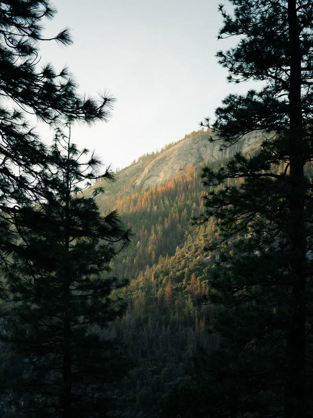 Herbst Bäume Wald und Berge
