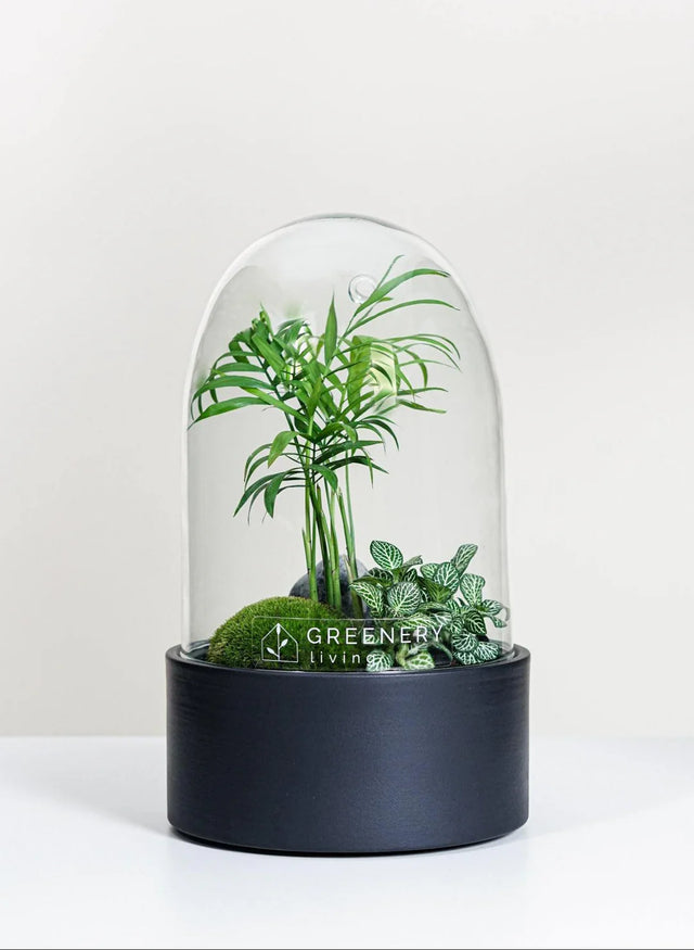 Flaschengarten Cera mit Dome Greenery Living