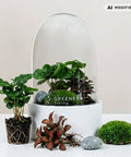 Premium Flaschengarten CERA - Serie (weiß, Dome) DIY - Set - Greenery Living