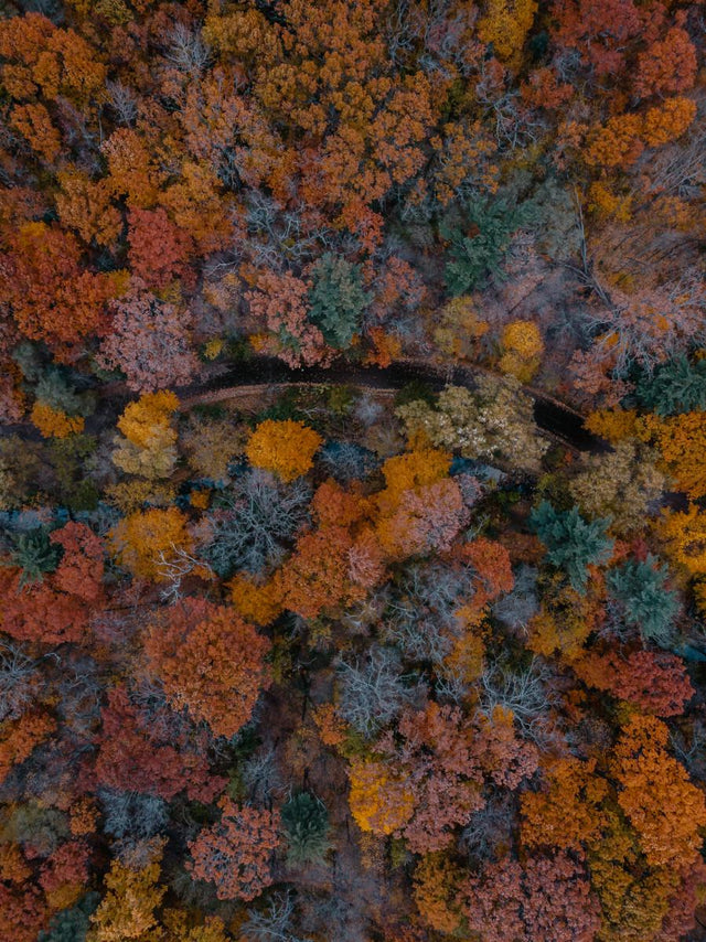 Dronenshot im Herbst mit Straße und Bäumen im Wald