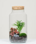 Flaschengarten mit Fiederaralie | Rote Mosaikpflanze | MoospolsterCORK-Serie DIY-Set - Greenery Living