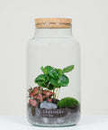 Flaschengarten mit Kaffee-Pflanze | Rote Mosaikpflanze  | Moospolster CORK-Serie DIY-Set - Greenery Living