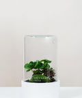 Kaffee-Pflanze | Rote Mosaikpflanze  | Moospolster- Pflanzen im Glass
- Premium Flaschengarten CERA-Serie (weiß, Cylinder) DIY-Set - Greenery Living