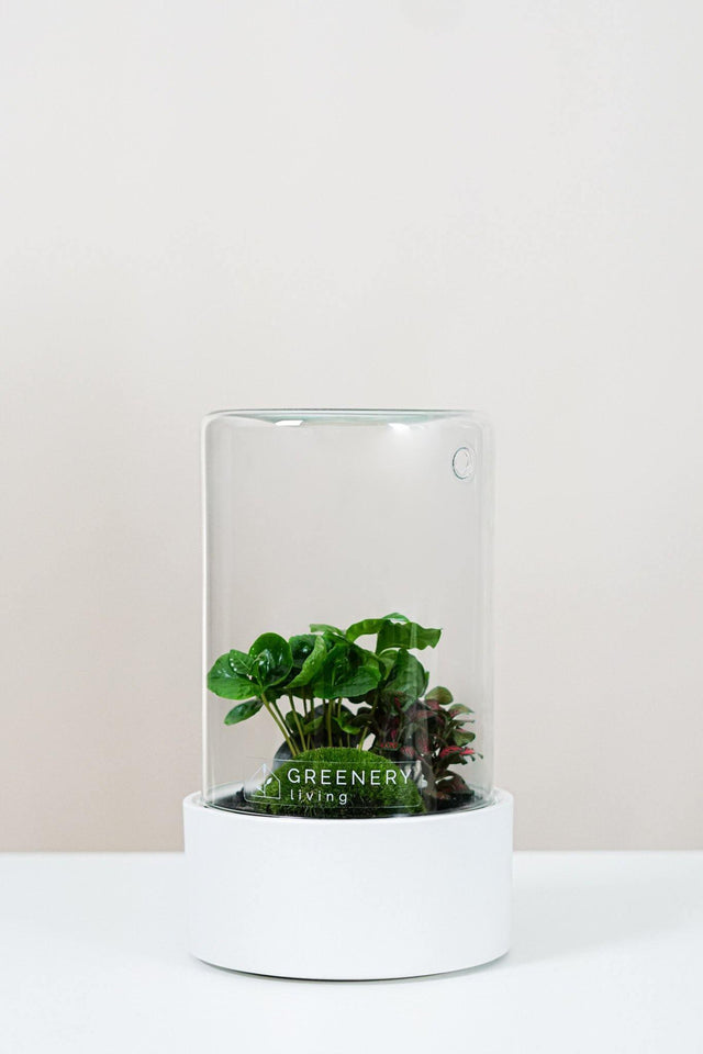 Kaffee-Pflanze | Rote Mosaikpflanze  | Moospolster- Pflanzen im Glass
- Premium Flaschengarten CERA-Serie (weiß, Cylinder) DIY-Set - Greenery Living