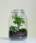 Pflanzen im Glas Flaschengarten Fiederaralie  | Weiße Mosaikpflanze | Moospolster
-JAR-Serie DIY-Set - Greenery Living made in Berlin Minipflanzen im glas