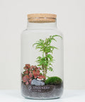 Flaschengarten mit Fiederaralie | Rote Mosaikpflanze | Moospolster
 CORK-Serie DIY-Set - Greenery Living