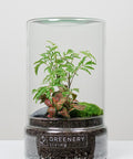 Pflanzen im Glass -Flaschengarten Fiederaralie | Rote Mosaikpflanze | Moospolster
TUBE-Serie DIY-Set - Greenery Living Minipflanzen im Glas