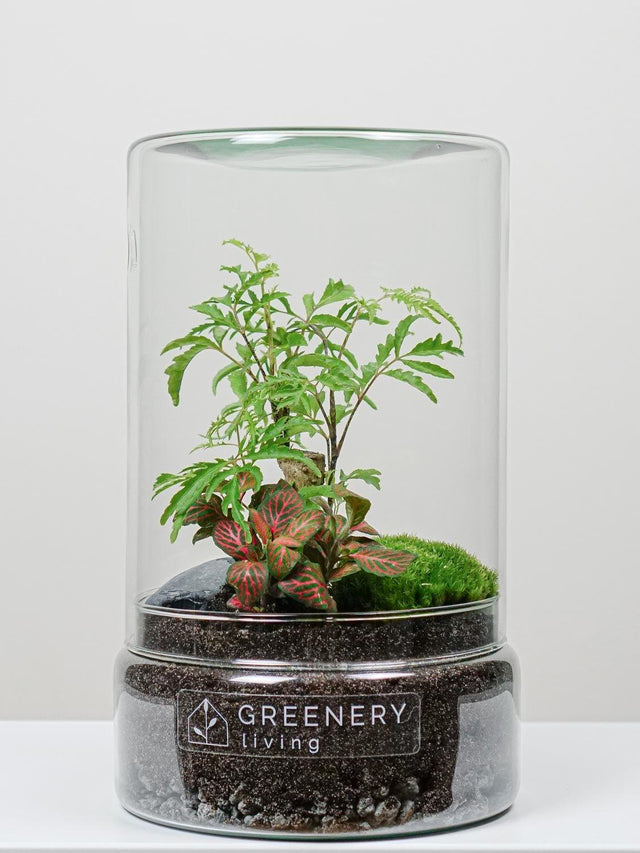 Pflanzen im Glass -Flaschengarten Fiederaralie | Rote Mosaikpflanze | Moospolster
TUBE-Serie DIY-Set - Greenery Living Minipflanzen im Glas
