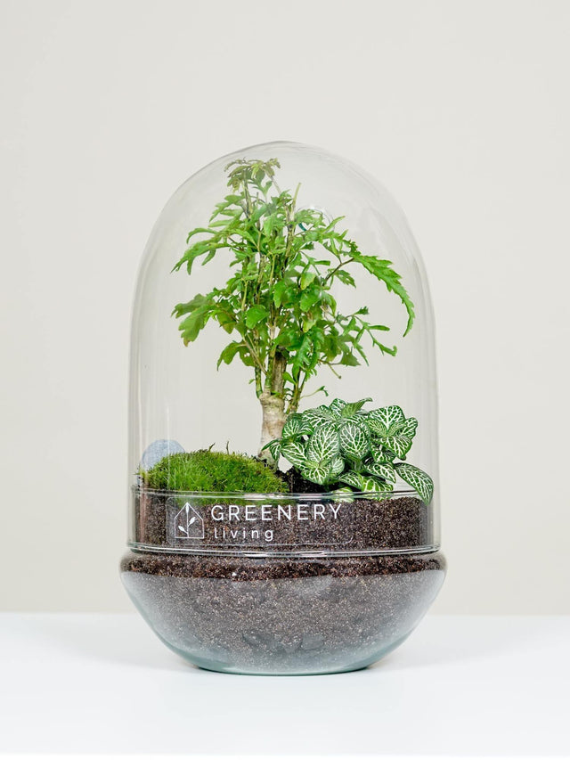 Flaschengarten Fiederaralie  | Weiße Mosaikpflanze | Moospolster
-EGG-Serie DIY-Set - Greenery Living