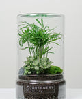 Flaschengarten Mexikanische Bergpalme  | Weiße Mosaikpflanze  | Moospolster
-TUBE-Serie DIY-Set - Greenery Living