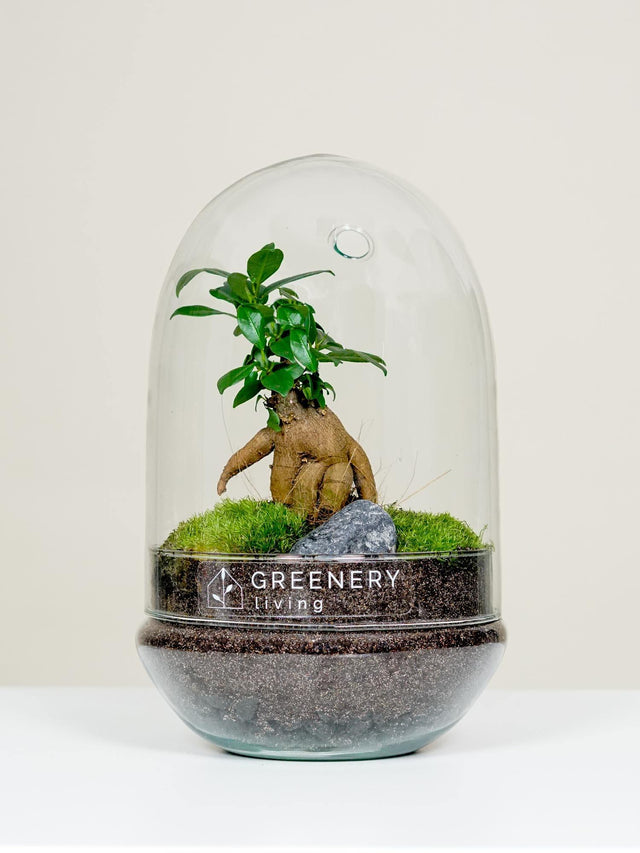 Flaschengarten Mini-Bonsai  | Zwei Moospolster
-EGG-Serie DIY-Set - Greenery Living