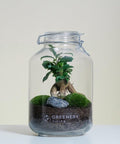 Pflanzen im Glass Flaschengarten Mini-Bonsai  | Zwei Moospolster
- JAR-Serie DIY-Set - Greenery Living