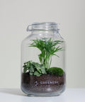 Flaschengarten Mexikanische Bergpalme  | Weiße Mosaikpflanze  | Moospolster
Pflanzen im Glass JAR-Serie DIY-Set - Greenery Living
