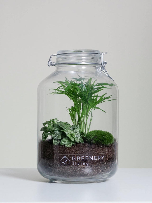Flaschengarten Mexikanische Bergpalme  | Weiße Mosaikpflanze  | Moospolster
Pflanzen im Glass JAR-Serie DIY-Set - Greenery Living