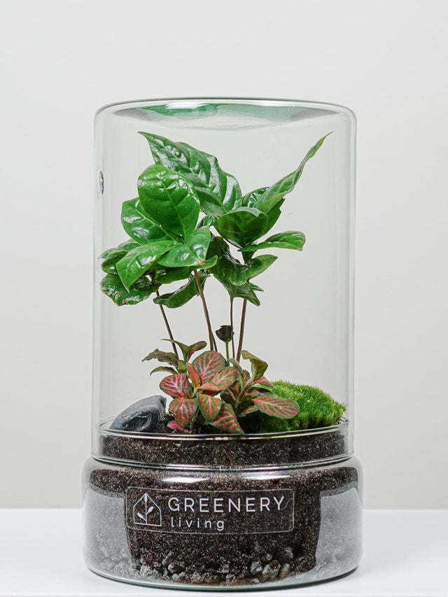 Flaschengarten Kaffee-Pflanze | Rote Mosaikpflanze  | Moospolster
-TUBE-Serie DIY-Set - Greenery Living