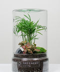 Flaschengarten Mexikanische Bergpalme  | Rote Mosaikpflanze | Moospolster
-TUBE-Serie DIY-Set - Greenery Living