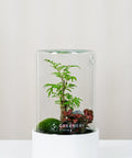 Premium Flaschengarten Fiederaralie | Rote Mosaikpflanze | Moospolster
-CERA-Serie (weiß, Cylinder) DIY-Set - Greenery Living