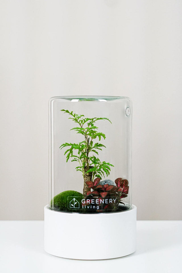 Premium Flaschengarten Fiederaralie | Rote Mosaikpflanze | Moospolster
-CERA-Serie (weiß, Cylinder) DIY-Set - Greenery Living
