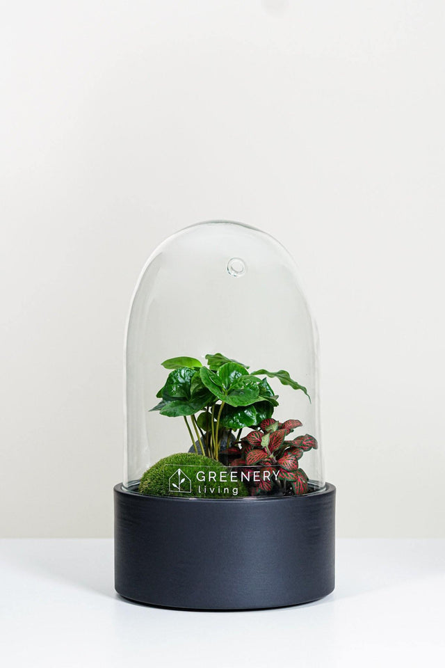 Premium Flaschengarten Kaffee-Pflanze | Rote Mosaikpflanze  | Moospolster
-CERA-Serie (schwarz, Dome) DIY-Set - Greenery Living