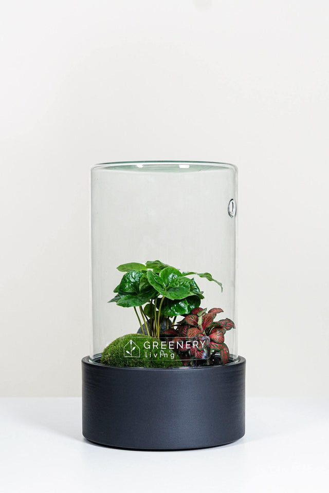 Premium Flaschengarten Kaffee-Pflanze | Rote Mosaikpflanze  | Moospolster
-CERA-Serie (schwarz, Cylinder) DIY-Set - Greenery Living
